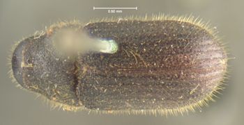 Media type: image;   Entomology 980 Aspect: habitus dorsal view